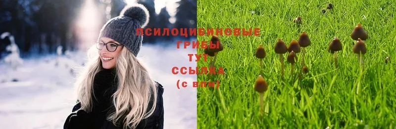 Псилоцибиновые грибы Psilocybine cubensis  Аргун 